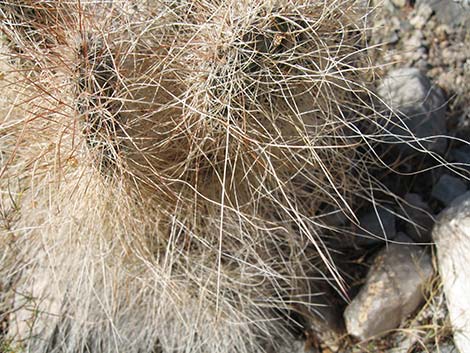 Grizzlybear Cactus (Opuntia polyacantha var. erinacea)