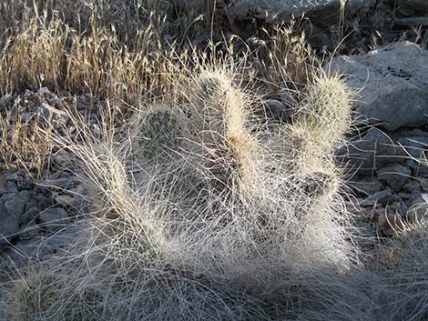 Grizzly Bear Cactus (Opuntia erinaceae var ursina)