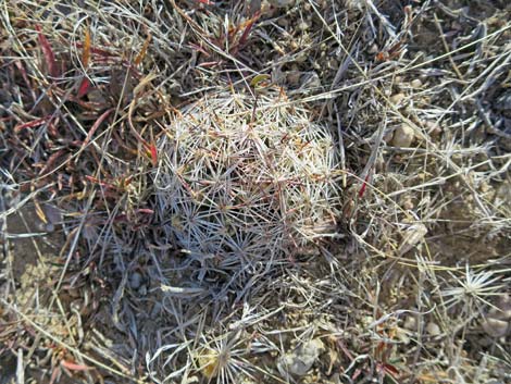 Mountain Ball Cactus (Pediocactus simpsonii)