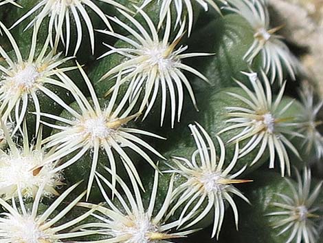 Mountain Ball Cactus (Pediocactus simpsonii)