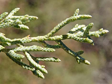 Arizona Cypress (Cupressus arizonica)