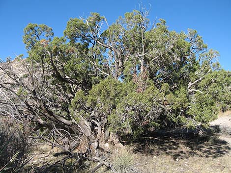 California Juniper (Juniperus californica)