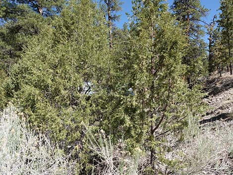 Rocky Mountain Juniper (Juniperus scopulorum)