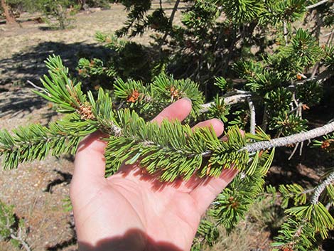 Southern Foxtail Pine (Pinus balfouriana austrina)