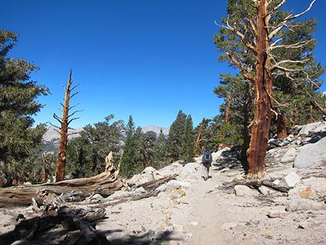 Southern Foxtail Pine (Pinus balfouriana austrina)