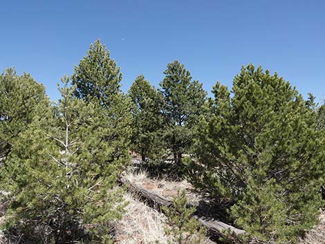 Two-needle Pinyon Pine (Pinus edulis)
