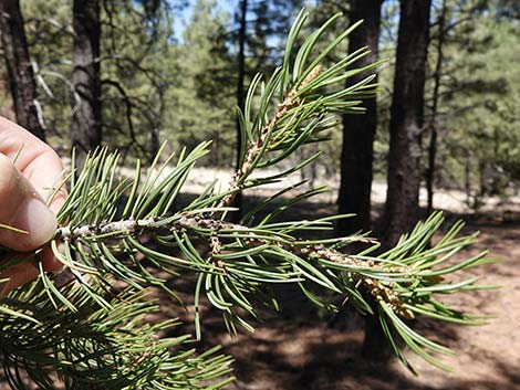 Two-needle Pinyon Pine (Pinus edulis)