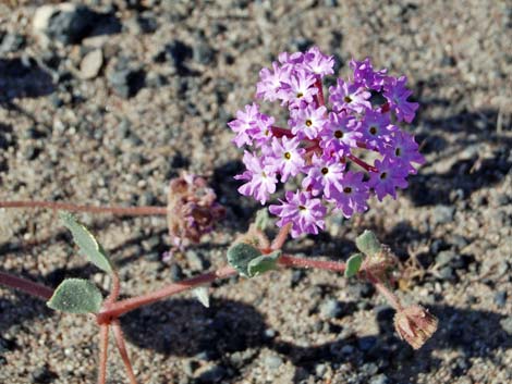 Desert Sand Verbena (Abronia villosa)