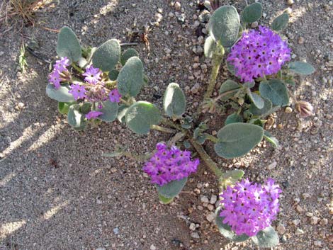 Desert Sand Verbena (Abronia villosa)