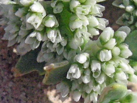 Onyxflower (Achyronychia cooperi)