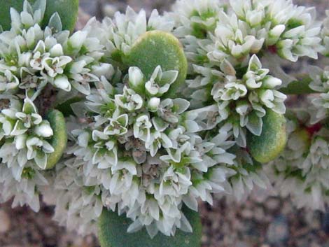 Onyxflower (Achyronychia cooperi)