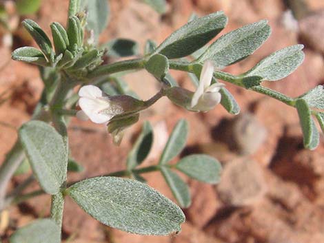 Three-corner Milkvetch (Astragalus geyeri var. triquetrus)