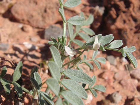Three-corner Milkvetch (Astragalus geyeri var. triquetrus)