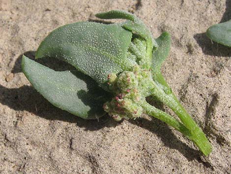 Leafcover Saltweed (Atriplex phyllostegia)