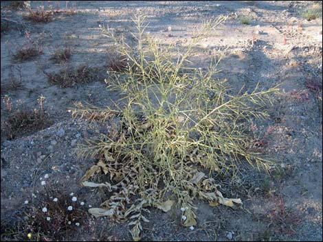 Sahara Mustard (Brassica tournefortii)