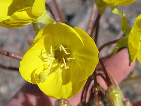 Golden Evening-Primrose (Camissonia brevipes)