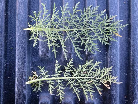 Flix weed (Descurainia sophia)