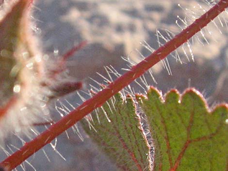 Desert Fivespot (Eremalche rotundifolia)