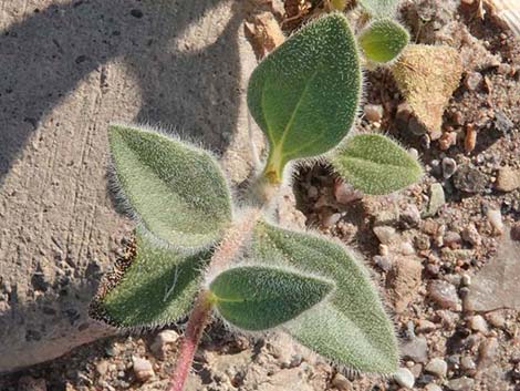 Desert Gold (Geraea canescens)