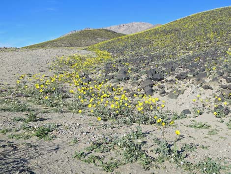 Desert Gold (Geraea canescens)