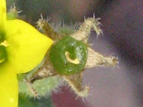 Whitestem Blazingstar (Mentzelia albicaulis)