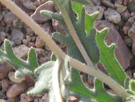 Whitestem Blazingstar (Mentzelia albicaulis)
