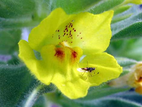 Golden Desert-snapdragon (Mohavea breviflora)