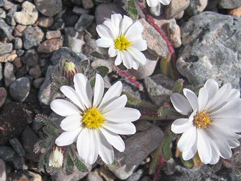 Mojave Desertstar (Monoptilon bellioides)