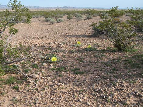 Desert Evening Primrose (Oenothera primiveris)
