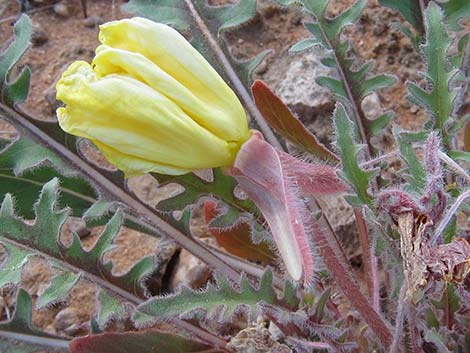 Desert Evening Primrose (Oenothera primiveris)