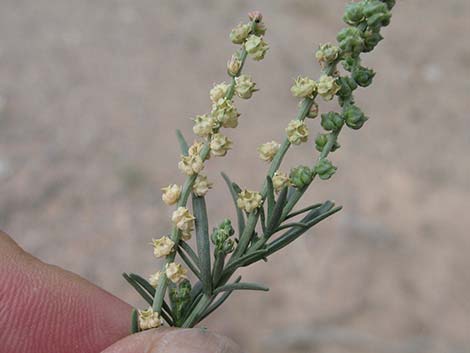 Lineleaf Whitepuff (Oligomeris linifolia)