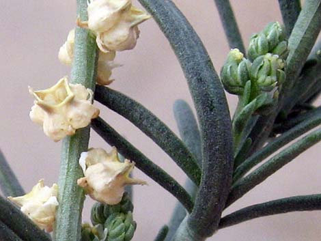 Lineleaf Whitepuff (Oligomeris linifolia)