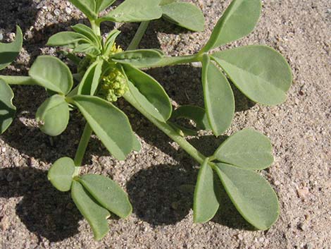 Yellow Beeplant (Cleomella lutea)