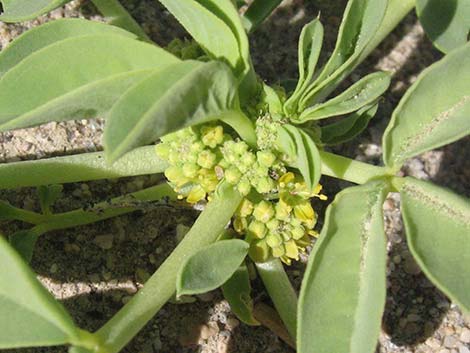 Yellow Beeplant (Cleomella lutea)
