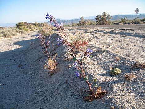 Desertbells (Phacelia campanularia ssp. vasiformis)