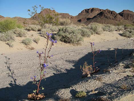 Desertbells (Phacelia campanularia ssp. vasiformis)