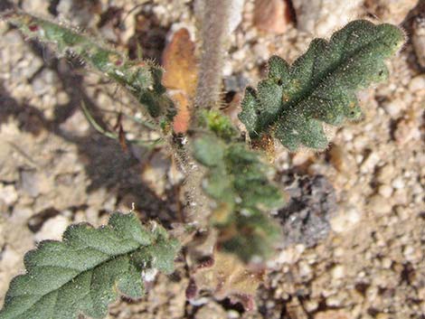 Fremont's Phacelia (Phacelia fremontii)