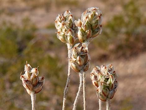 Desert Indianwheat (Plantago ovata)
