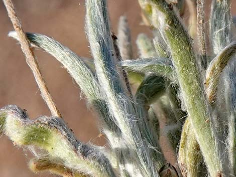 Desert Indianwheat (Plantago ovata)