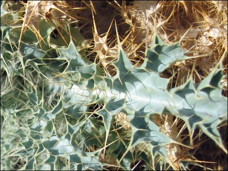 Mojave Pricklypoppy (Argemone corymbosa)