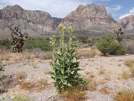 Desert Milkweed (Asclepias erosa)