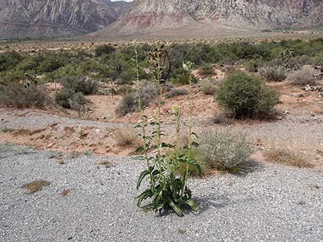 Desert Milkweed (Asclepias erosa)