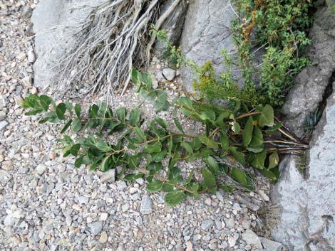 Broadleaf Milkweed (Asclepias latifolia)