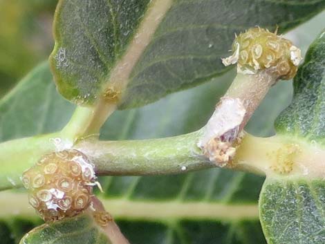 Broadleaf Milkweed (Asclepias latifolia)