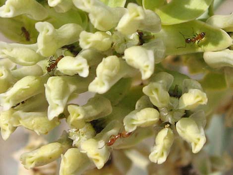 Rush Milkweed (Asclepias subulata)