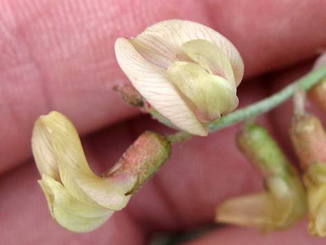 Clokey Milkvetch (Astragalus aequalis)
