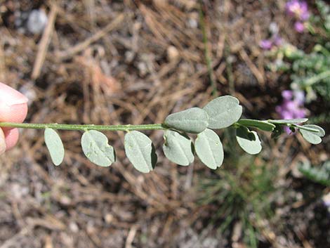 Beckwith's Milkvetch (Astragalus beckwithii)