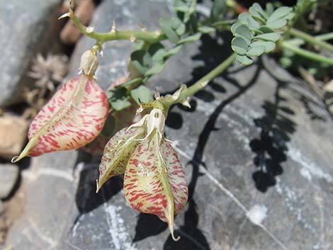 Beckwith's Milkvetch (Astragalus beckwithii)