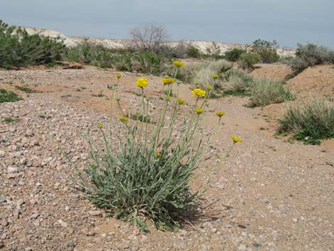 Desert Marigold (Baileya multiradiata)