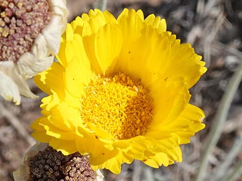 Desert Marigold (Baileya multiradiata)